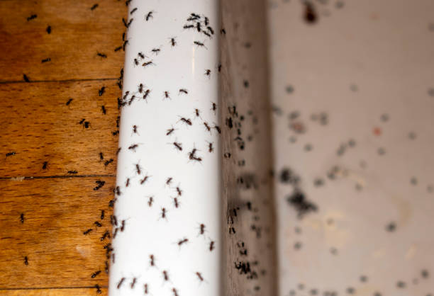 Wildlife Control Services in Fivepointville, PA
