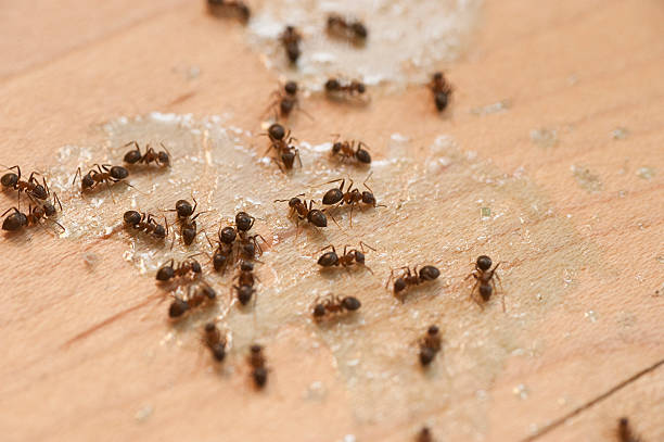Best Affordable Pest Control Services  in Fivepointville, PA